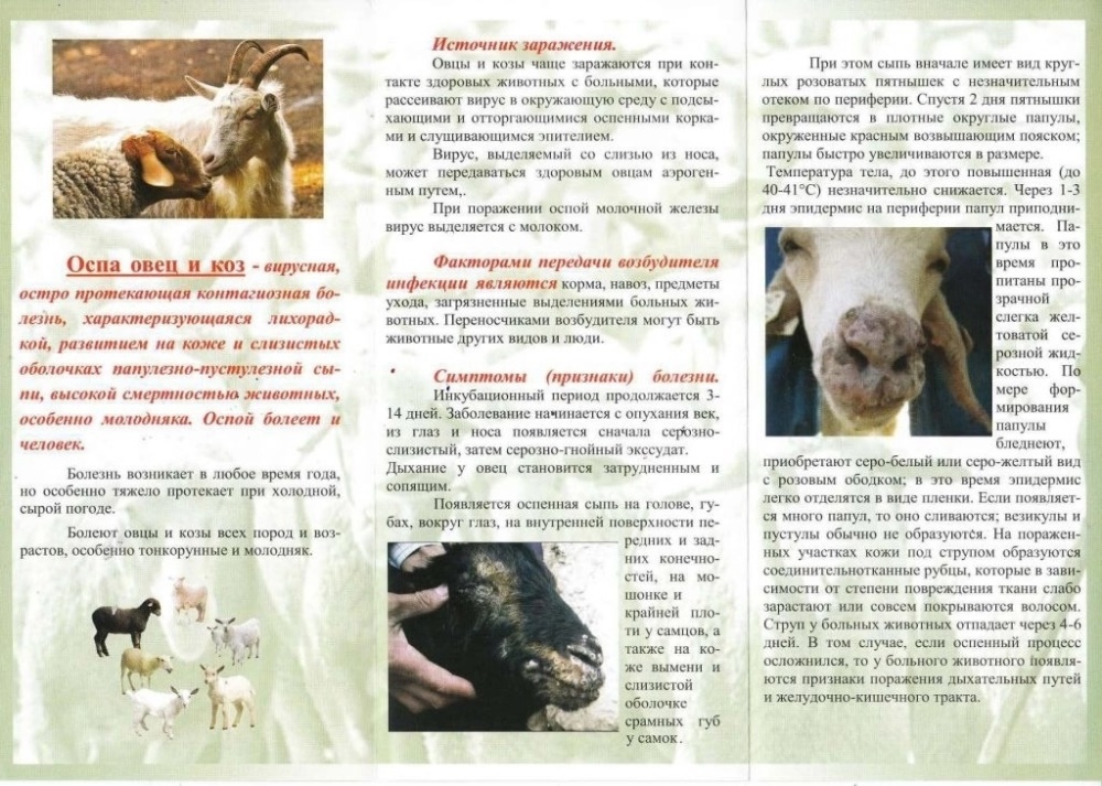 Памятка по особо опасным заболеваниям животных